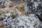 Erdhörnchen (Arctic Ground Squirrel)
