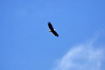 ...Weisskopfseeadler (Bald Eagle)